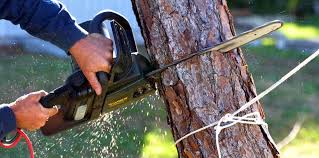 Best Emergency Tree Removal  in Joanna, SC