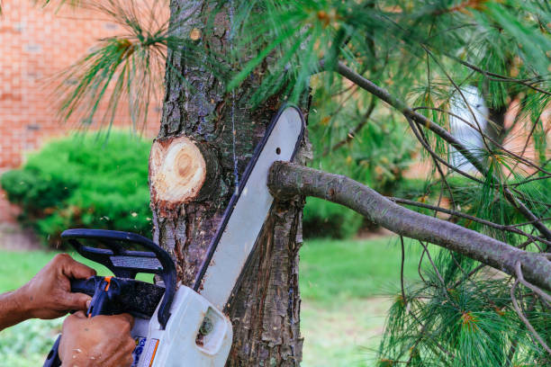 Professional Tree Care  in Joanna, SC